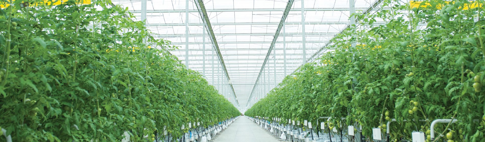 Rows of tomato plants growing in a greenhouse